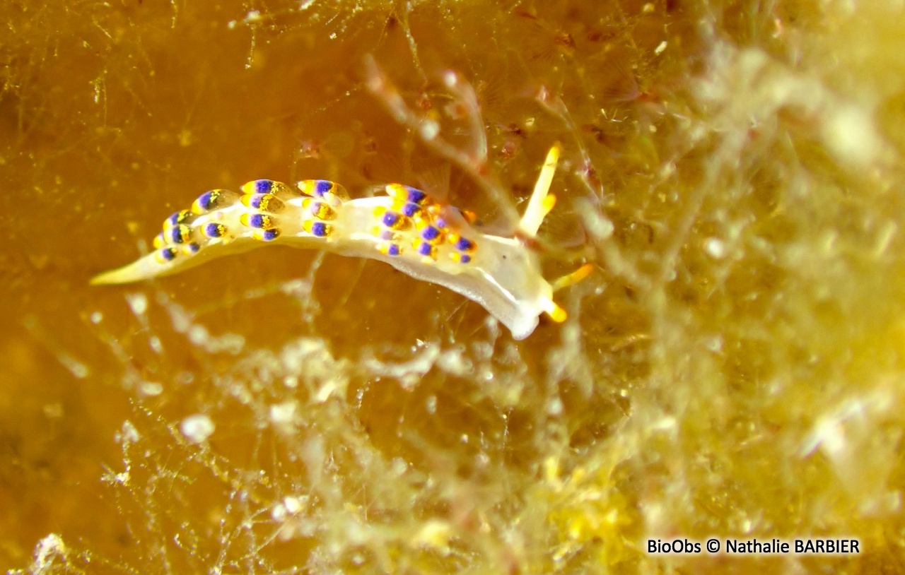 Eolidien de Morrow - Trinchesia morrowae - Nathalie BARBIER - BioObs