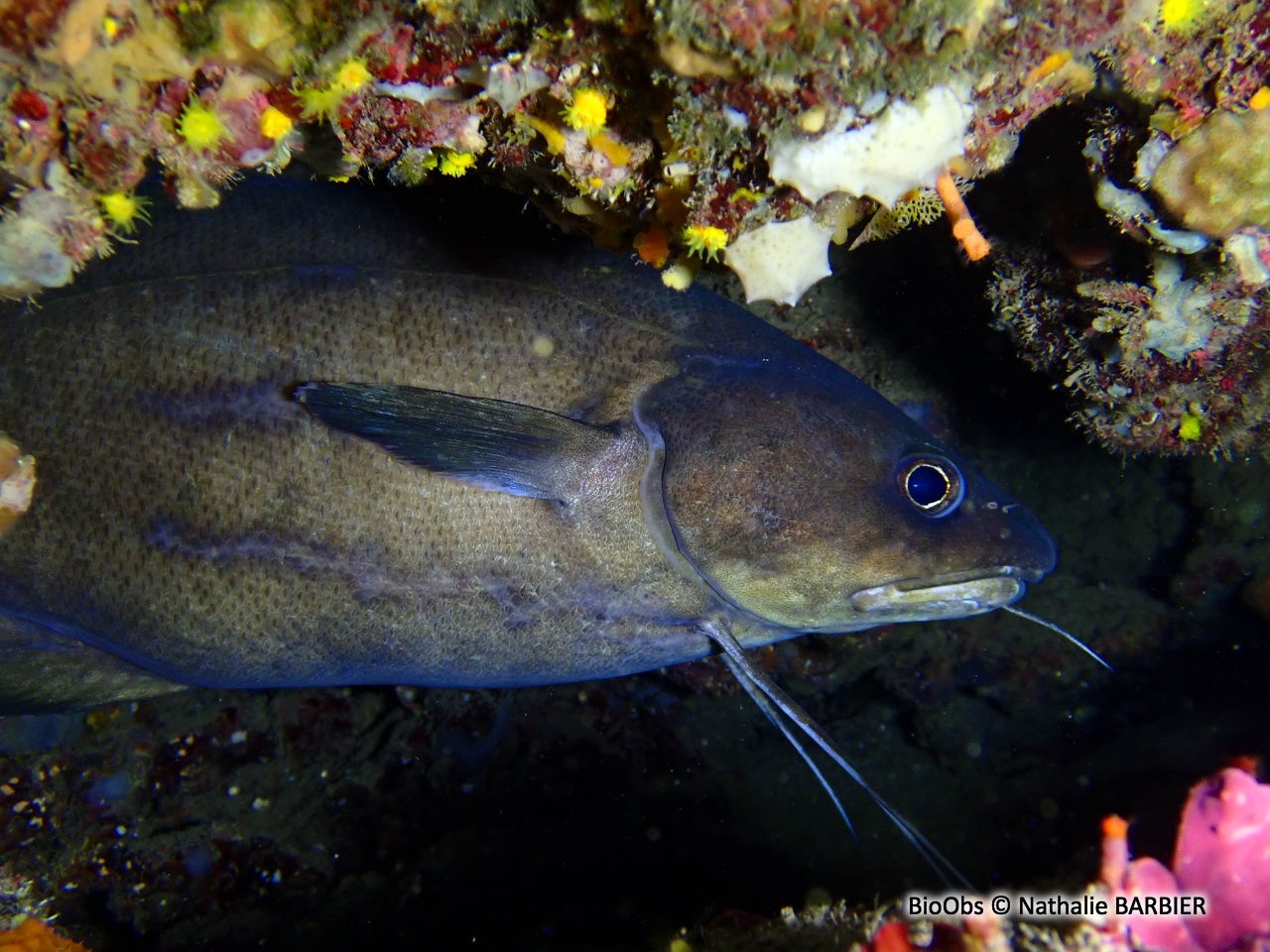 Mostelle - Phycis phycis - Nathalie BARBIER - BioObs