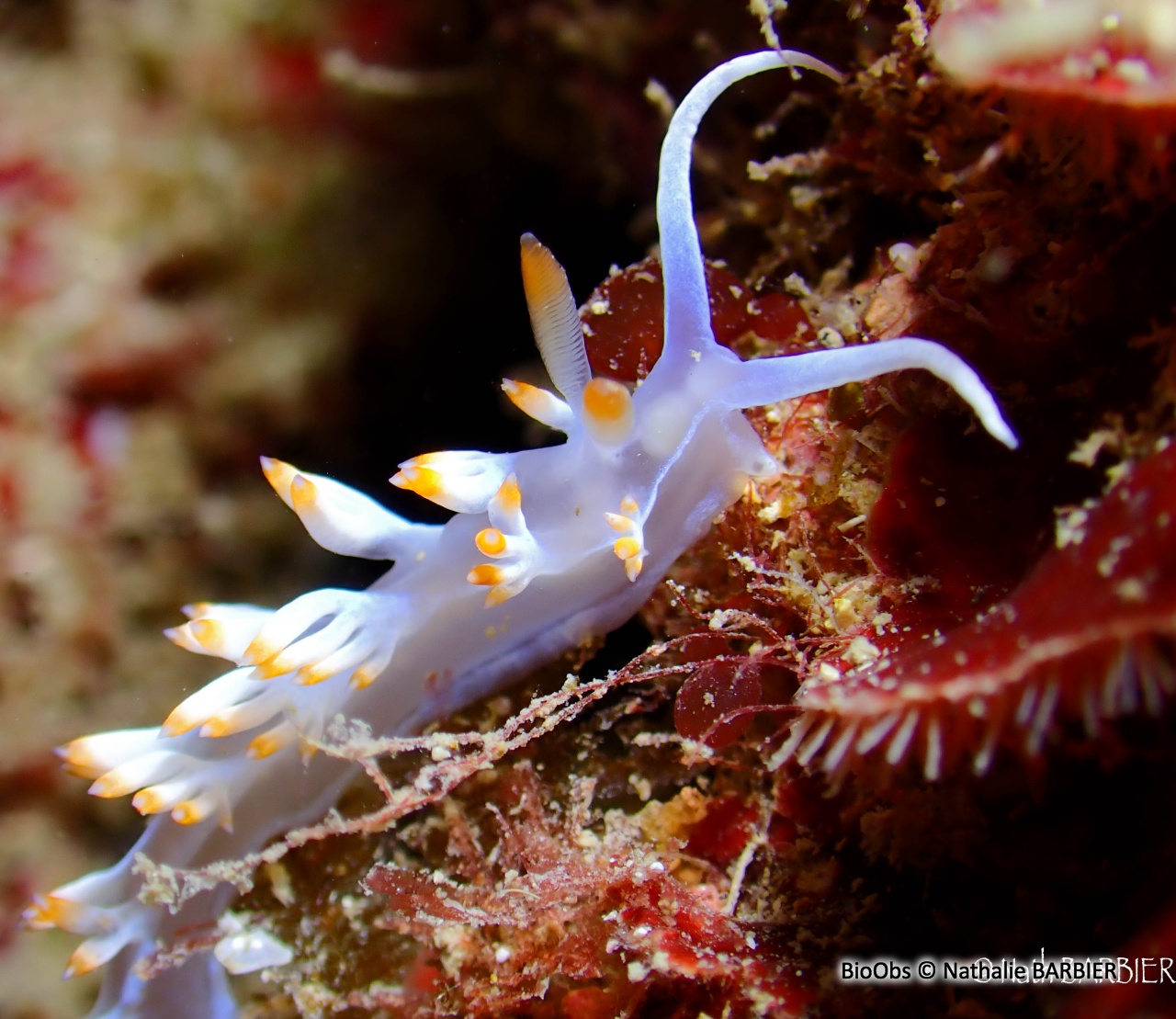 Flabelline blanche - Luisella babai - Nathalie BARBIER - BioObs