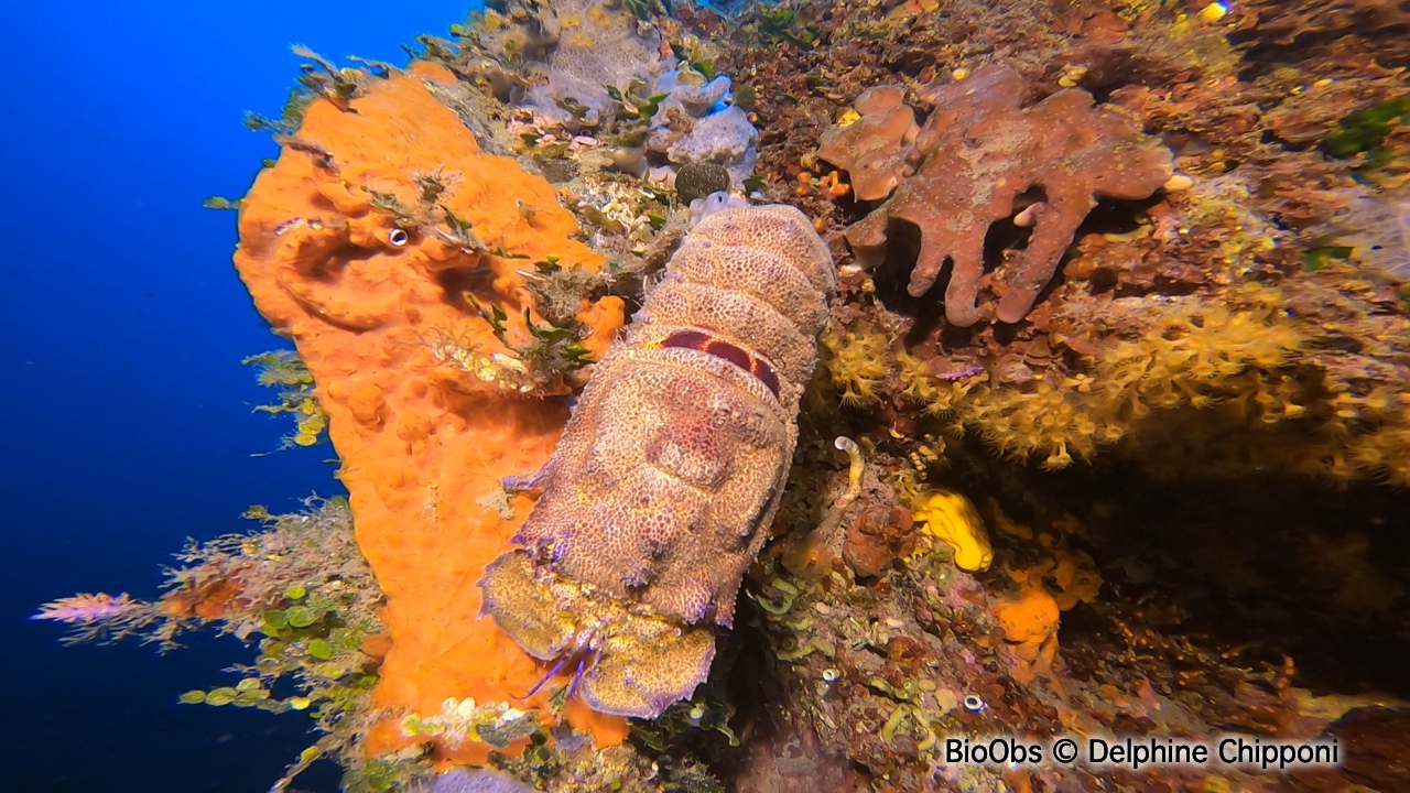 Grande cigale - Scyllarides latus - Delphine Chipponi - BioObs