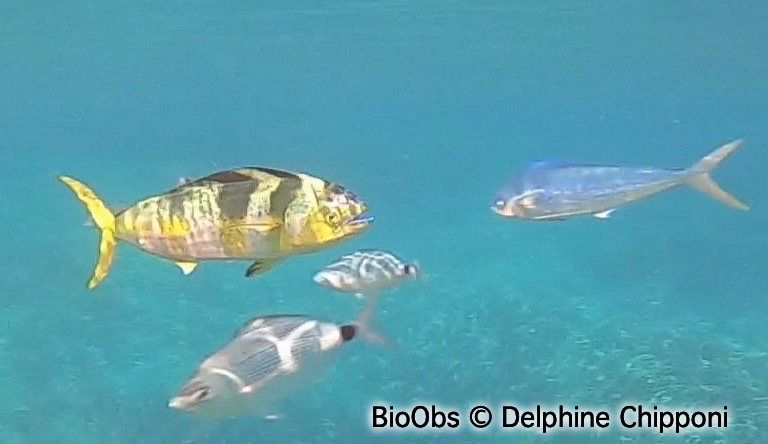 Dorade coryphène - Coryphaena hippurus - Delphine Chipponi - BioObs