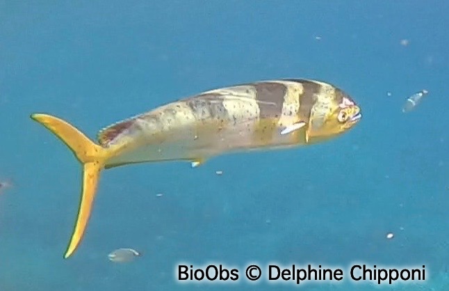 Dorade coryphène - Coryphaena hippurus - Delphine Chipponi - BioObs