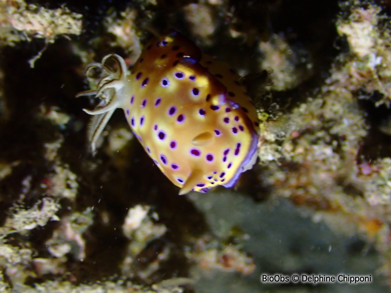 Doris de Kunié - Goniobranchus kuniei - Delphine Chipponi - BioObs