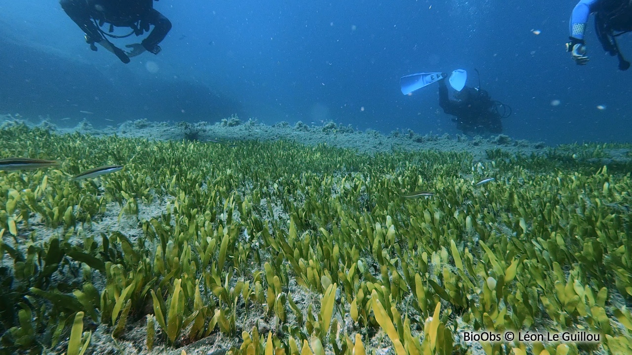 Caulerpe - Caulerpa prolifera - Léon Le Guillou - BioObs