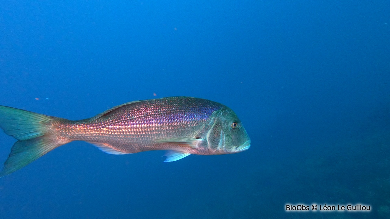 Denti - Dentex dentex - Léon Le Guillou - BioObs