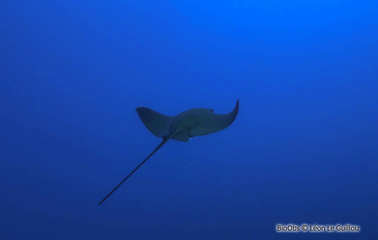 Raie aigle - Myliobatis aquila - Léon Le Guillou - BioObs