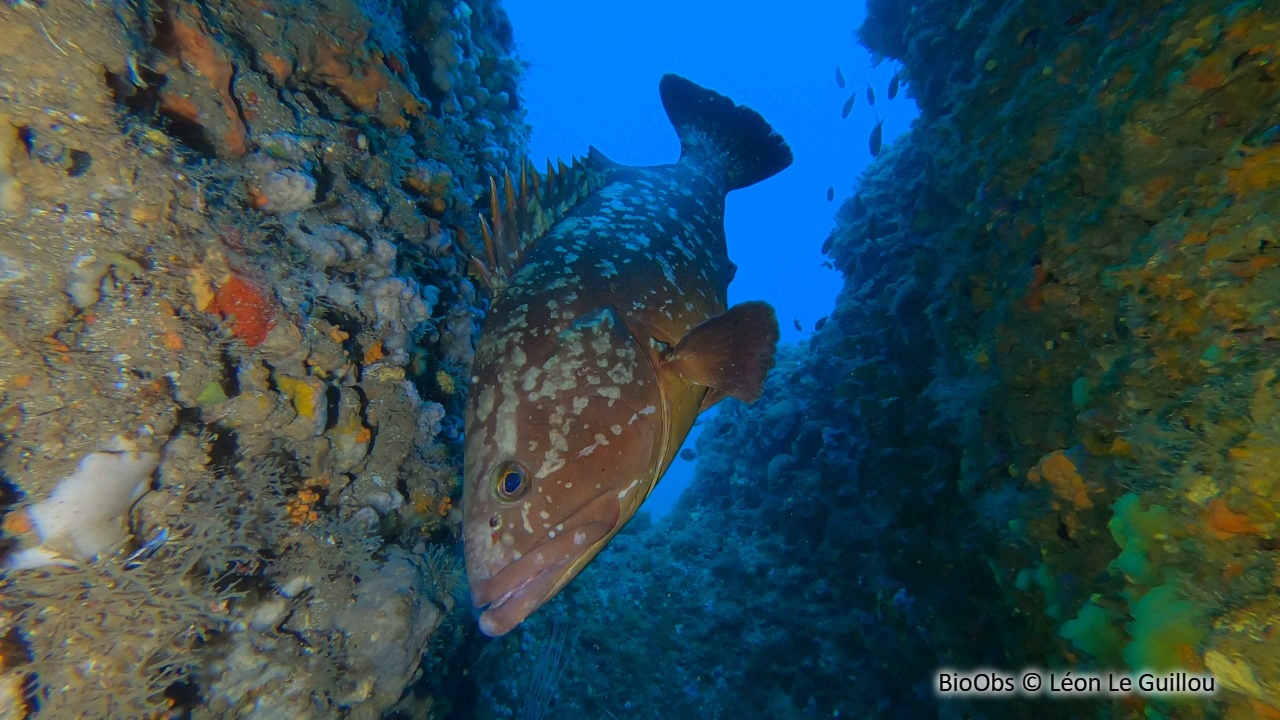 Mérou brun - Epinephelus marginatus - Léon Le Guillou - BioObs