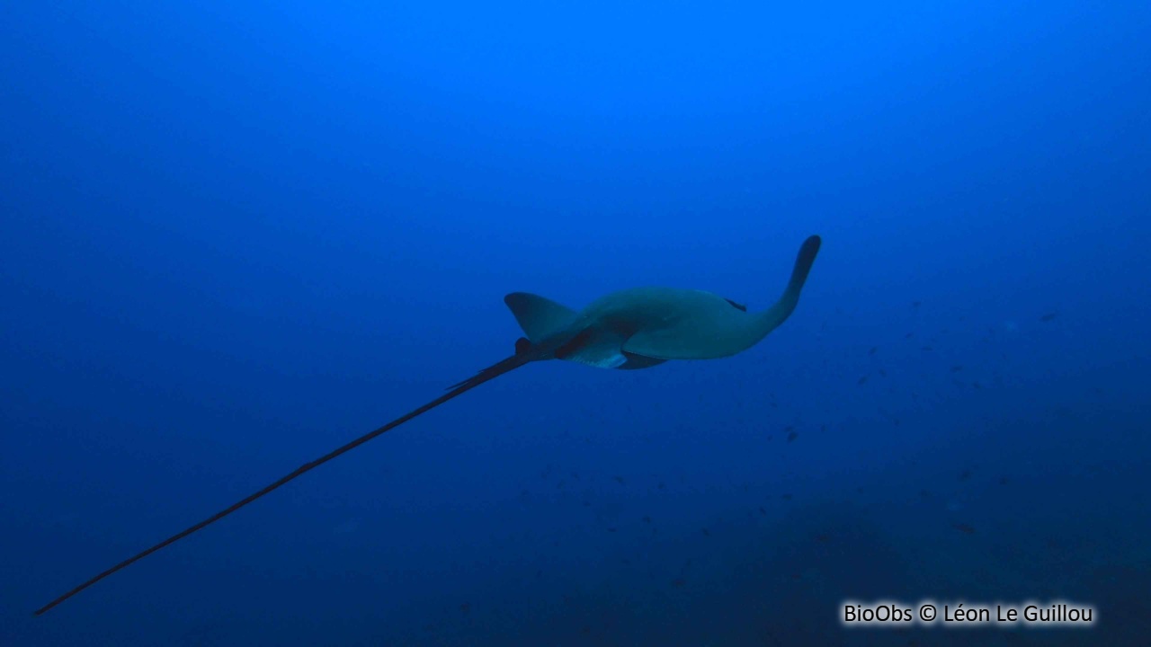 Raie aigle - Myliobatis aquila - Léon Le Guillou - BioObs