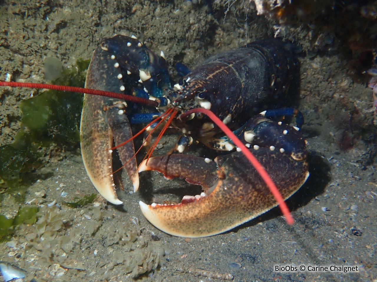Homard - Homarus gammarus - Carine Chaignet - BioObs