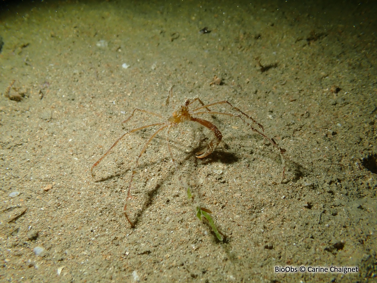 Araignée macropode (genre) - Macropodia - Carine Chaignet - BioObs