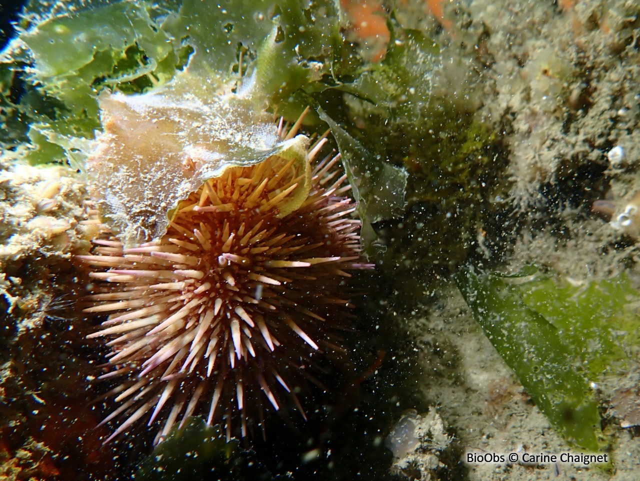 Oursin vert grimpeur - Psammechinus miliaris - Carine Chaignet - BioObs