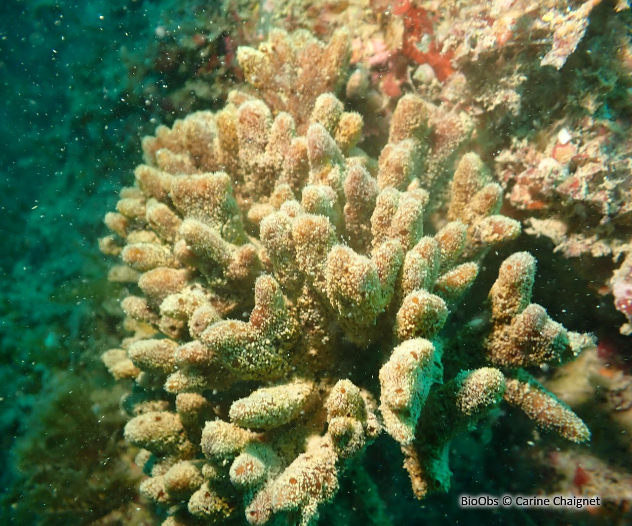 Eponge rameaux de chocolat - Raspailia (Raspailia) ramosa - Carine Chaignet - BioObs