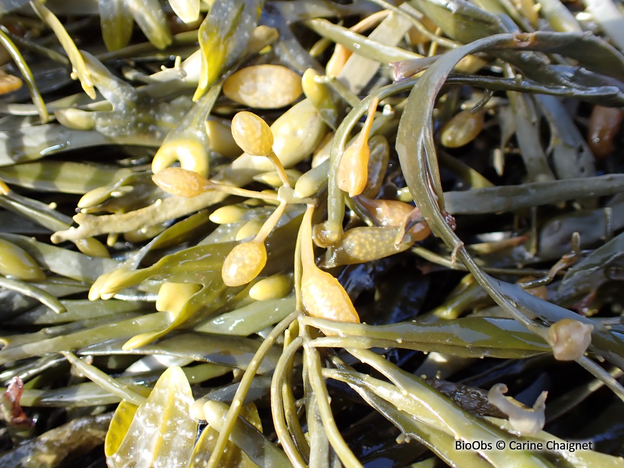 Ascophylle - Ascophyllum nodosum Ascophylle - Ascophyllum nodosum