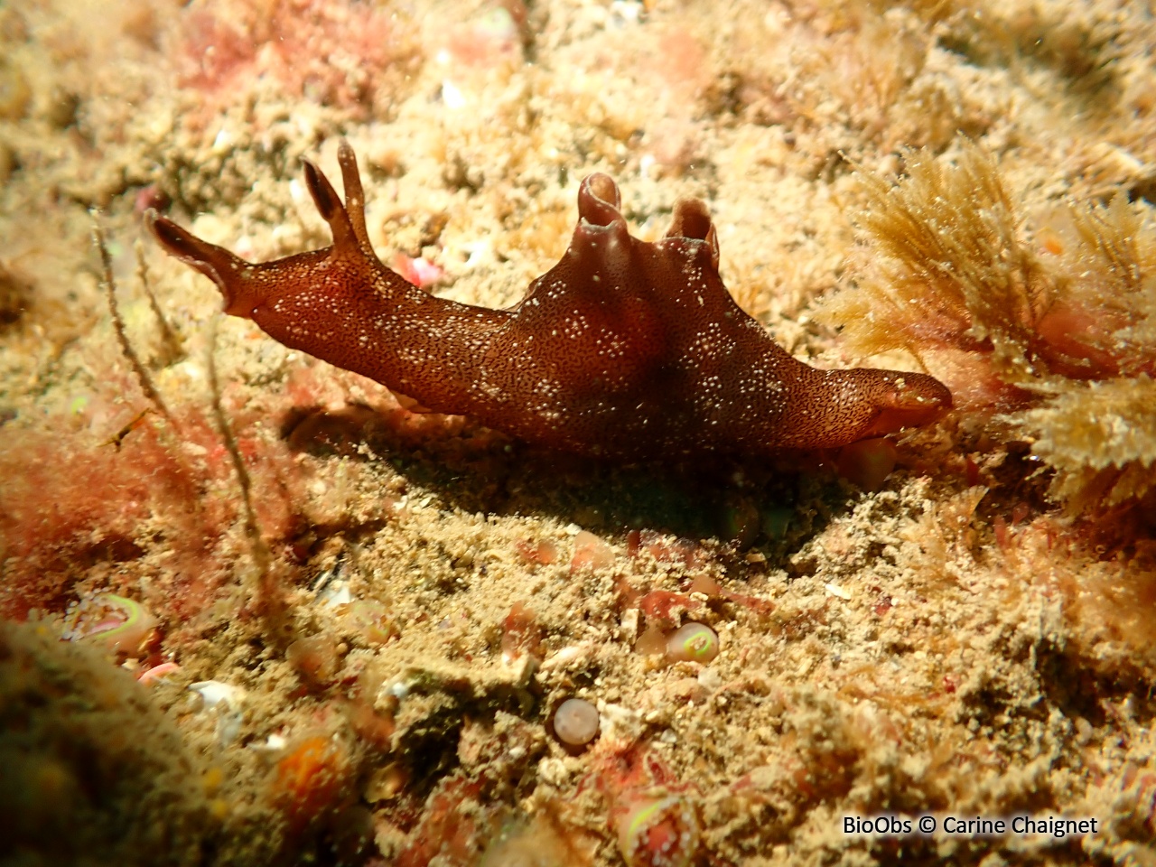 Lièvre de mer moucheté - Aplysia punctata - Carine Chaignet - BioObs