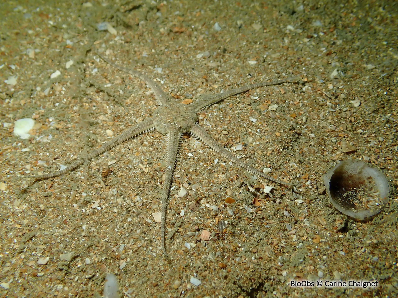 Ophiure commune - Ophiura ophiura - Carine Chaignet - BioObs
