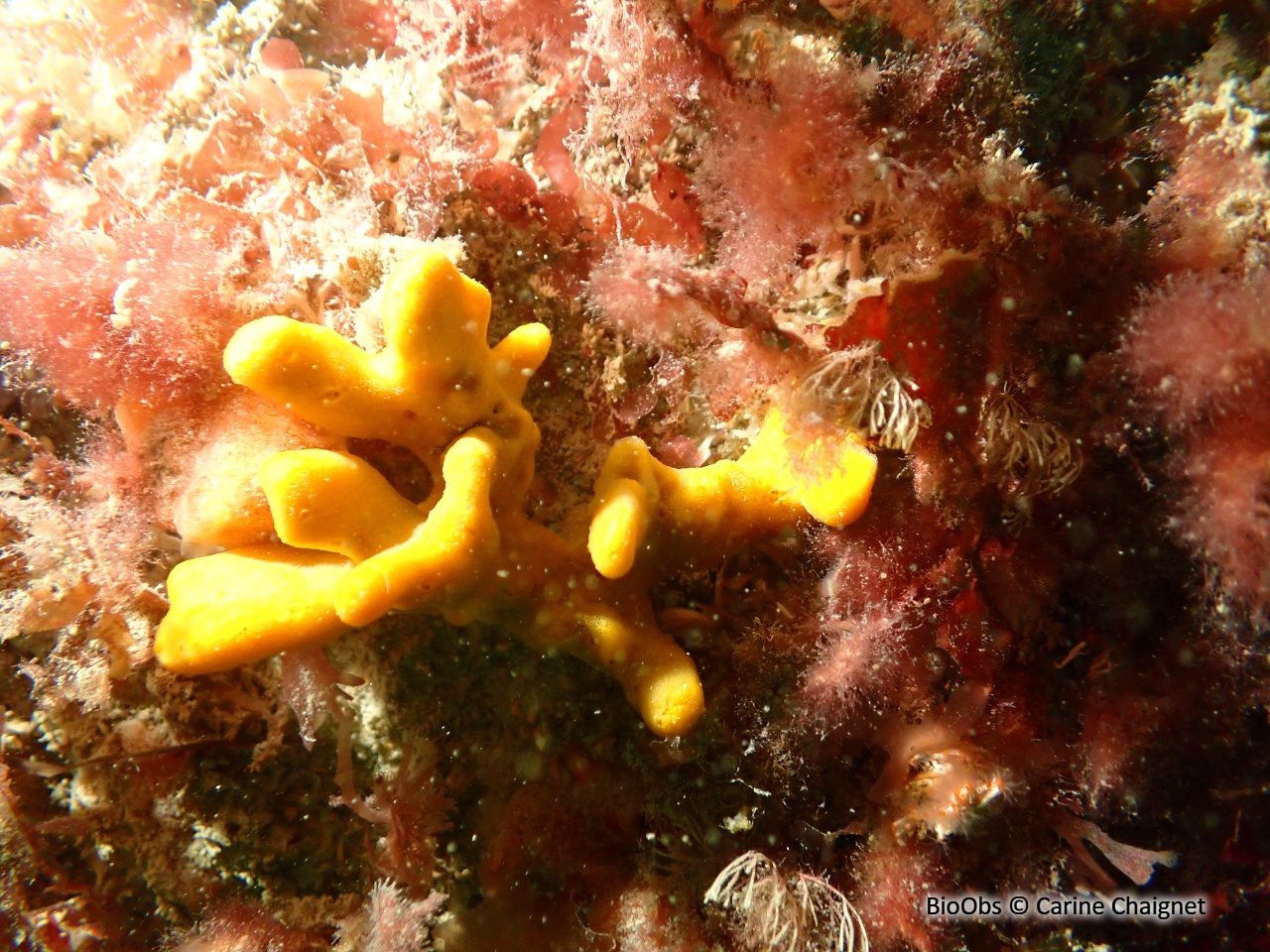 Axinelle étoilée - Axinella dissimilis - Carine Chaignet - BioObs