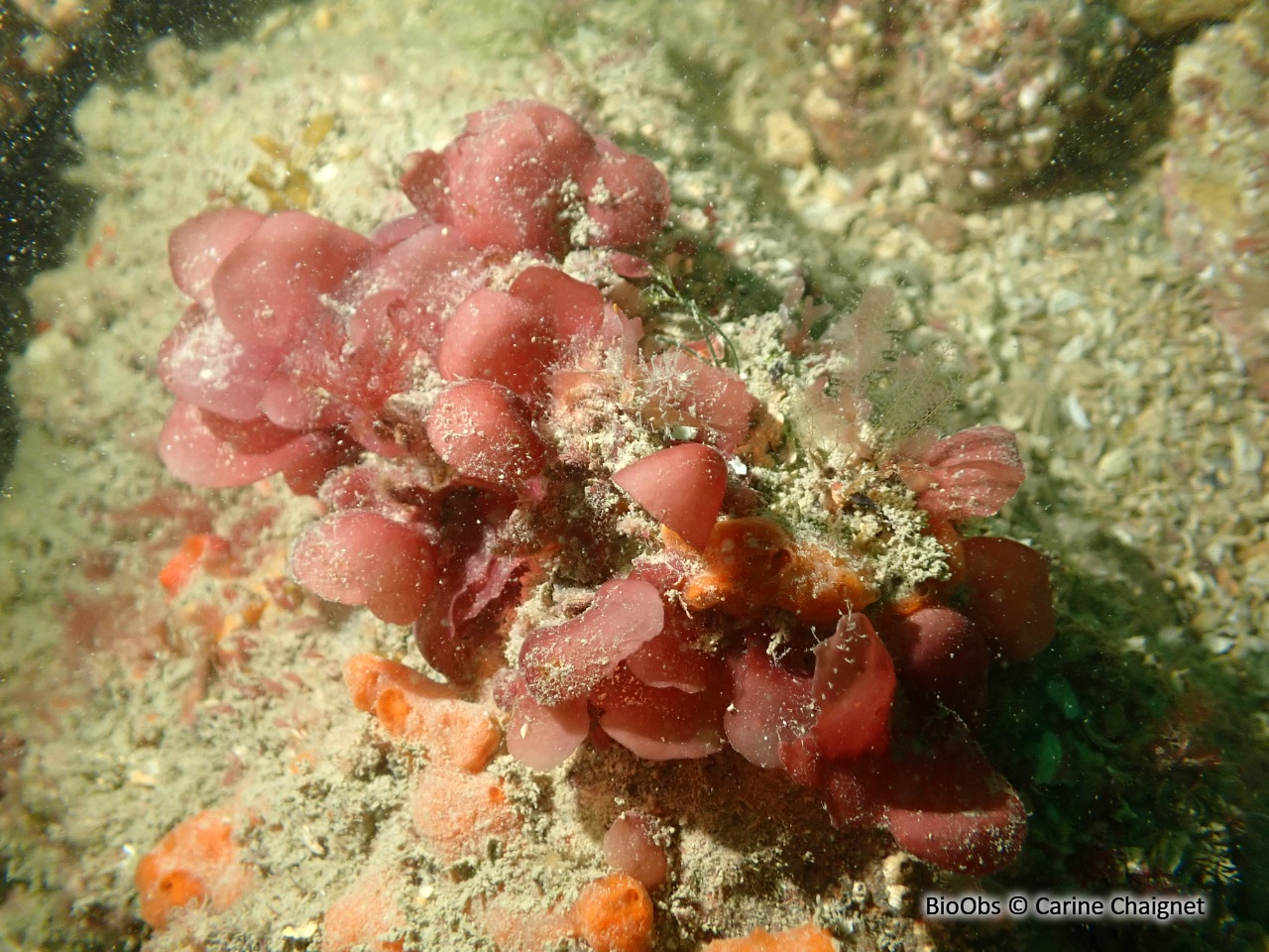 Meredithia à petites feuilles - Meredithia microphylla - Carine Chaignet - BioObs