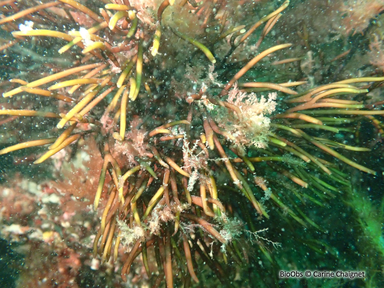 Algue lombric - Furcellaria lumbricalis - Carine Chaignet - BioObs