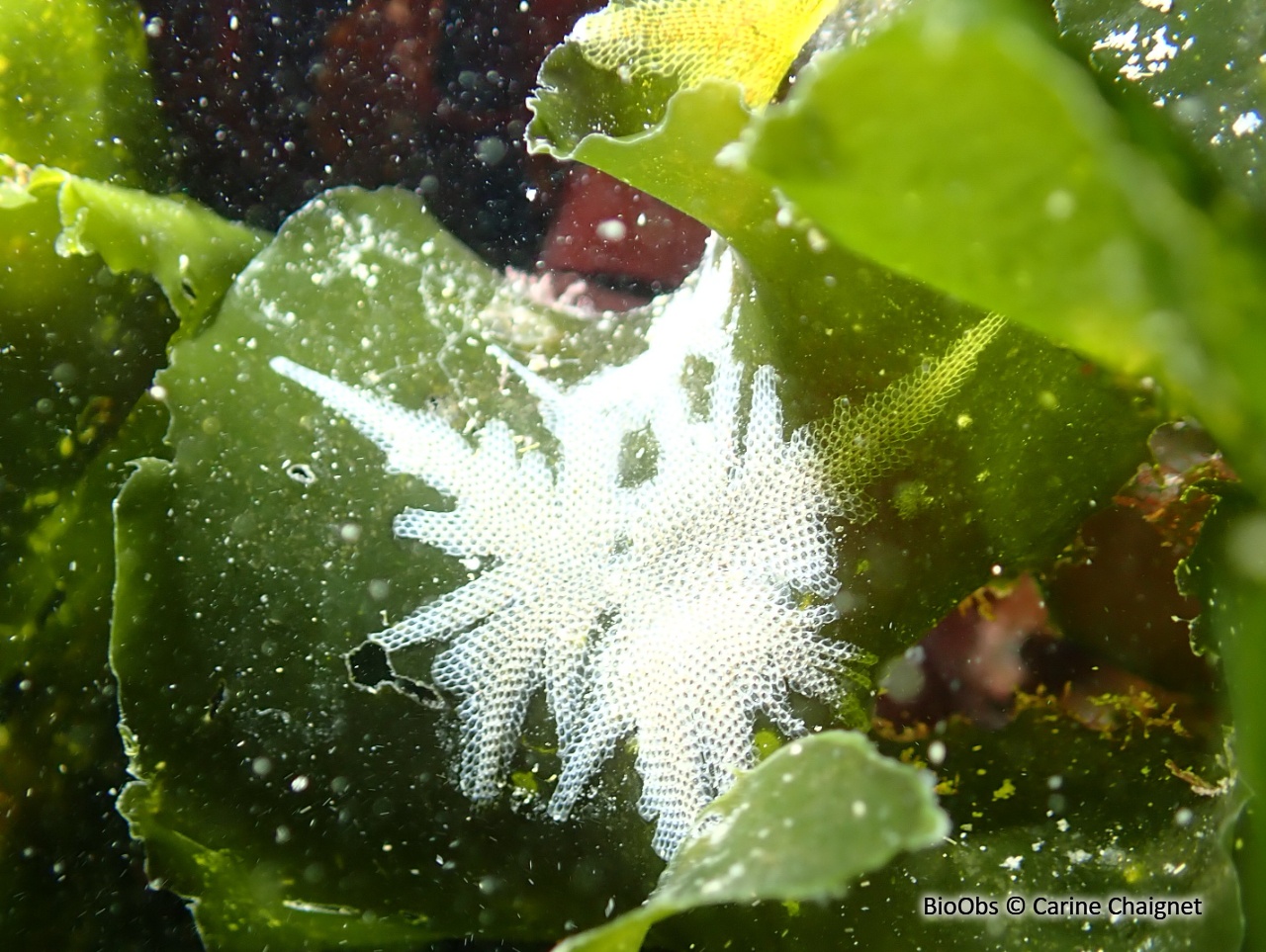 Ecorce pileuse - Electra pilosa - Carine Chaignet - BioObs