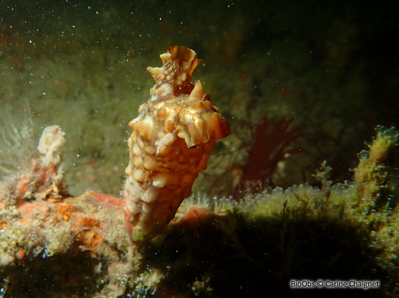 Ascidie japonaise - Styela clava - Carine Chaignet - BioObs