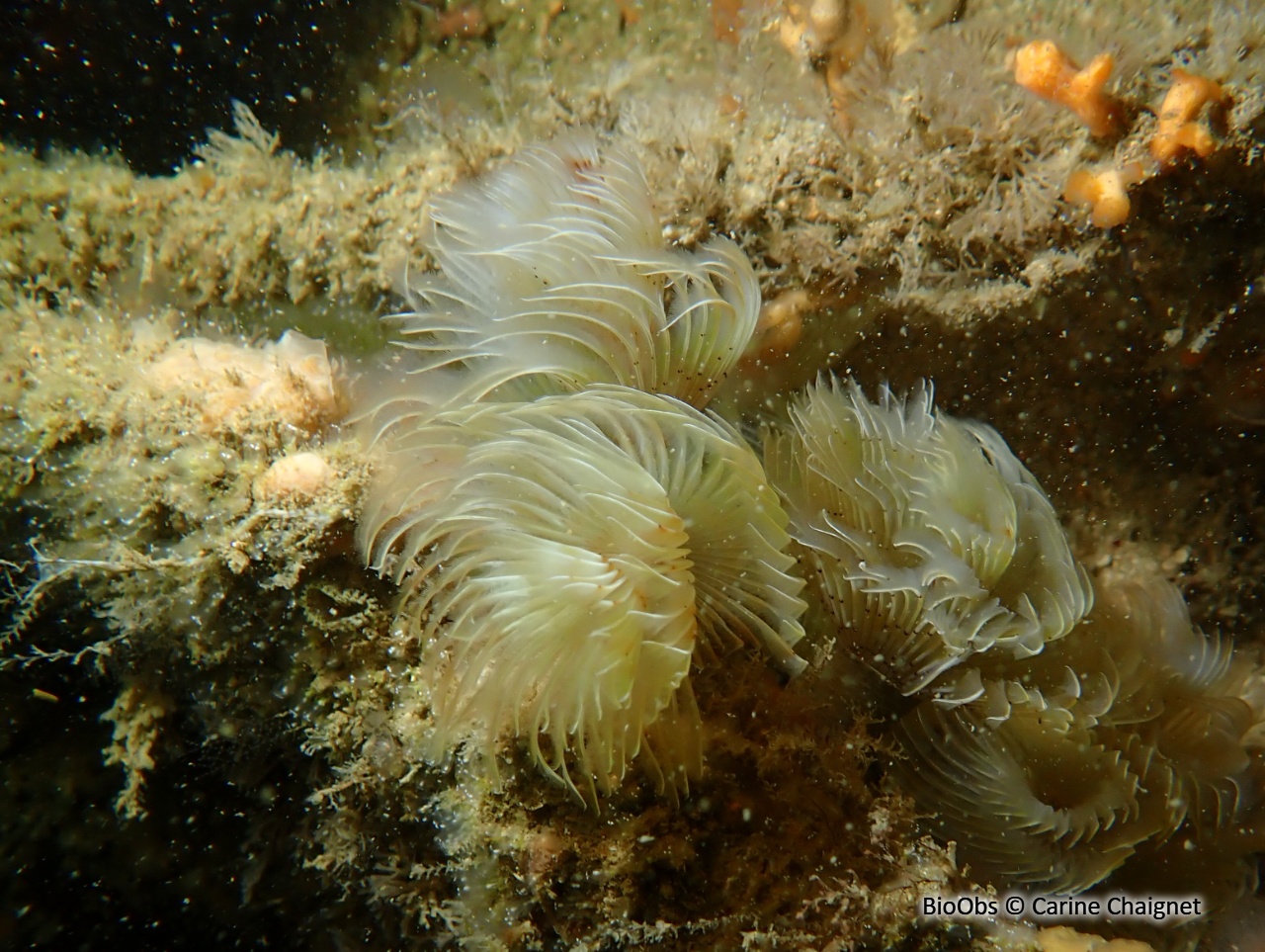 Bispire - Bispira volutacornis - Carine Chaignet - BioObs