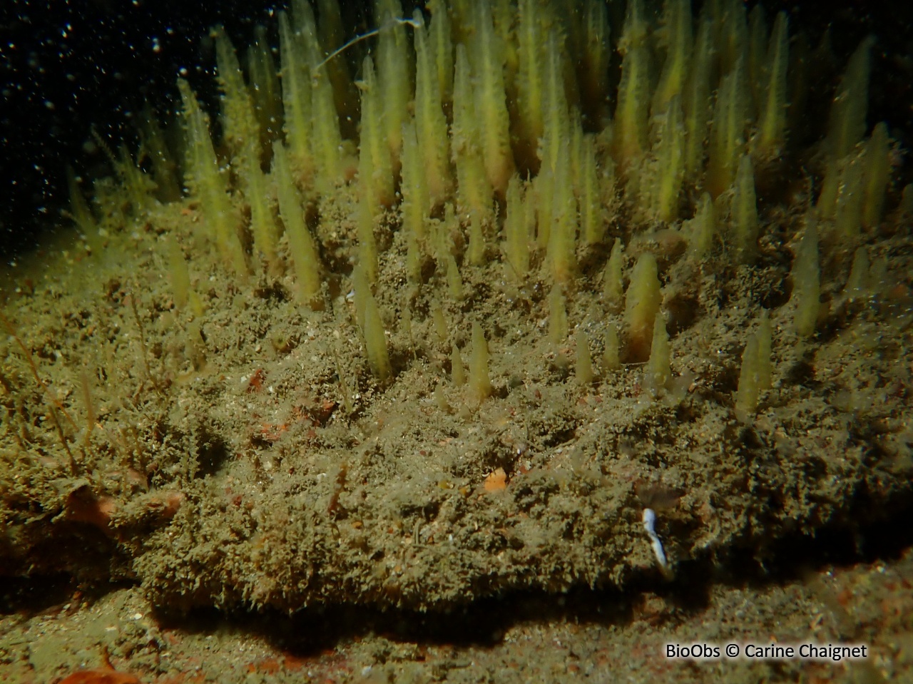 Eponge pinceau - Ciocalypta penicillus - Carine Chaignet - BioObs