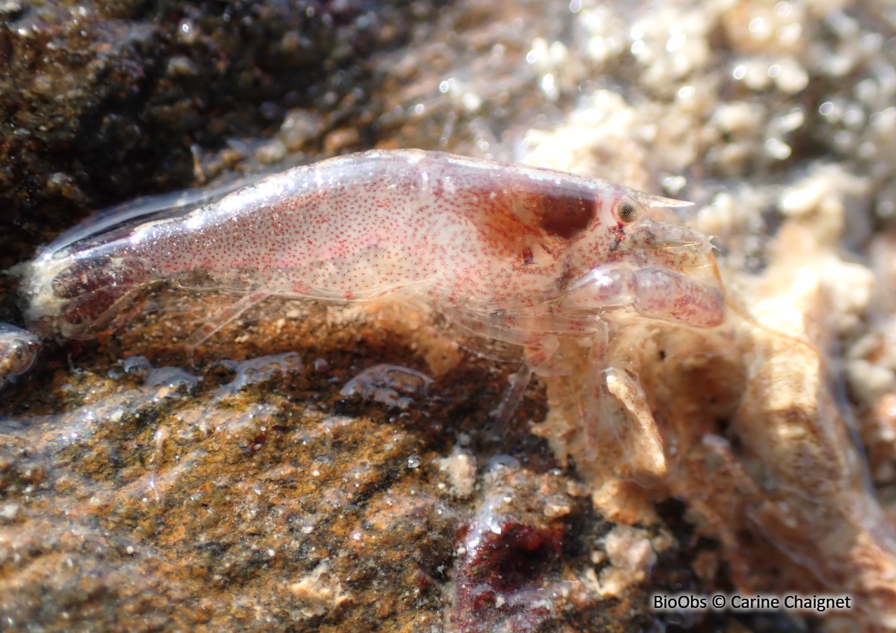 Crevette à capuchon - Athanas nitescens - Carine Chaignet - BioObs