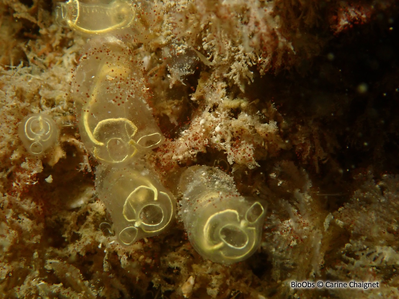 Grande claveline - Clavelina lepadiformis - Carine Chaignet - BioObs