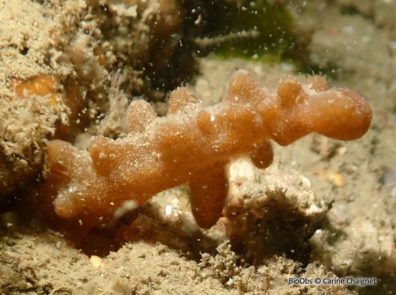 Doigts de feu - Alcyonidium sp. - Carine Chaignet - BioObs