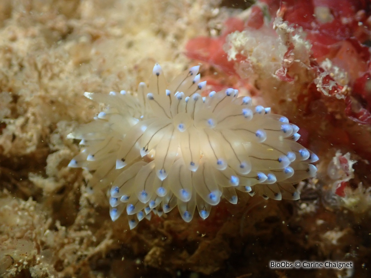 Antiopelle - Antiopella cristata - Carine Chaignet - BioObs