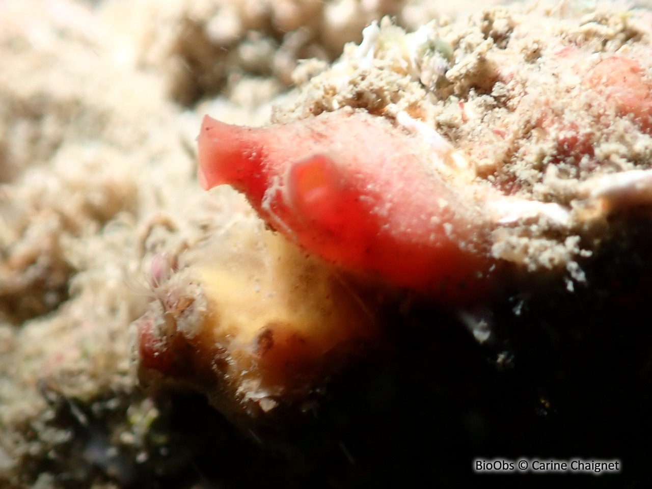 Polycarpe rouge - Polycarpa scuba - Carine Chaignet - BioObs