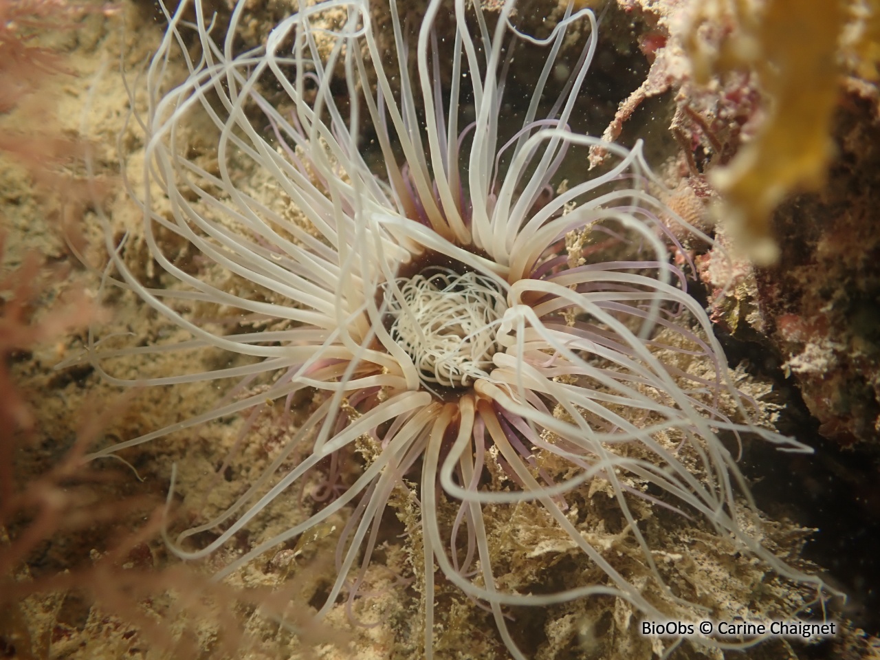 Grand cérianthe - Cerianthus membranaceus - Carine Chaignet - BioObs