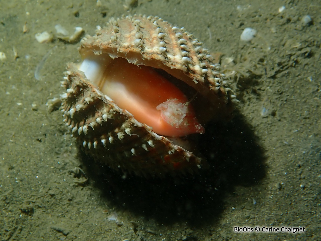 Bucarde épineuse - Acanthocardia aculeata - Carine Chaignet - BioObs