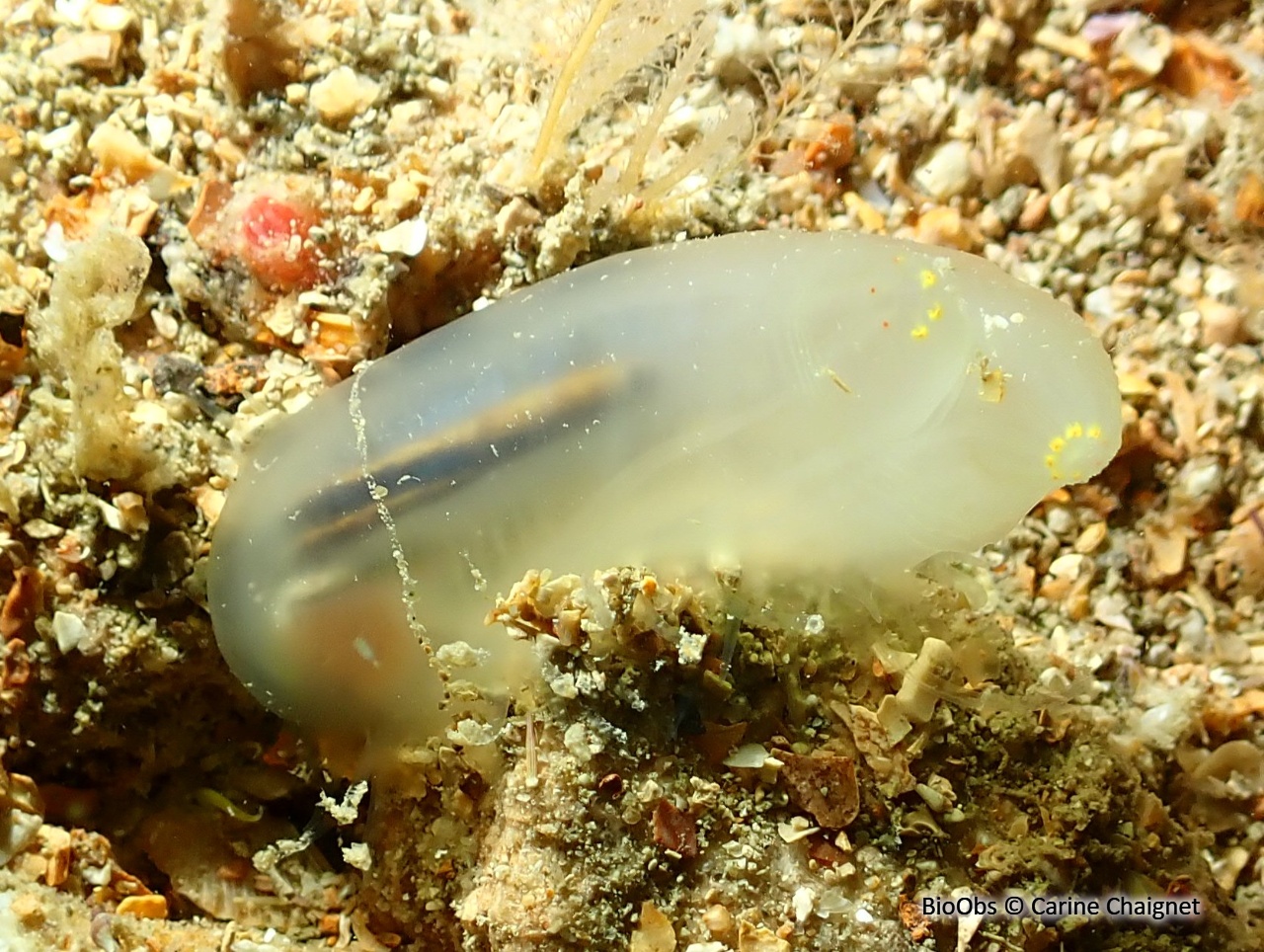 Cione intestinale - Ciona intestinalis - Carine Chaignet - BioObs