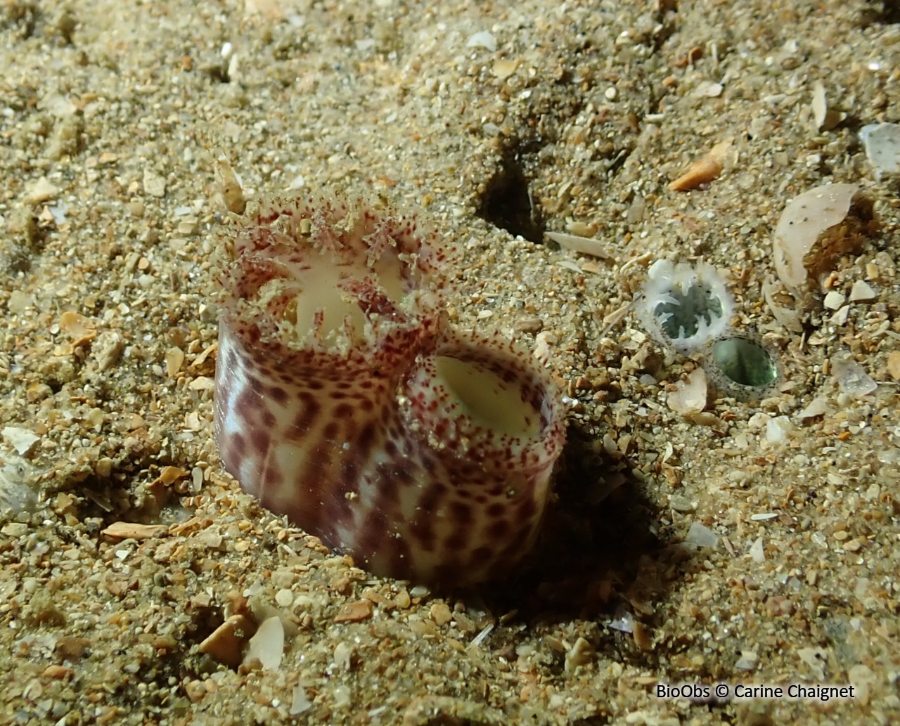 Lutraire elliptique - Lutraria lutraria - Carine Chaignet - BioObs