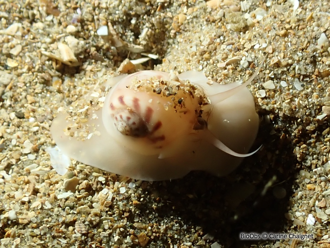 Natice porte-chaîne - Euspira catena - Carine Chaignet - BioObs