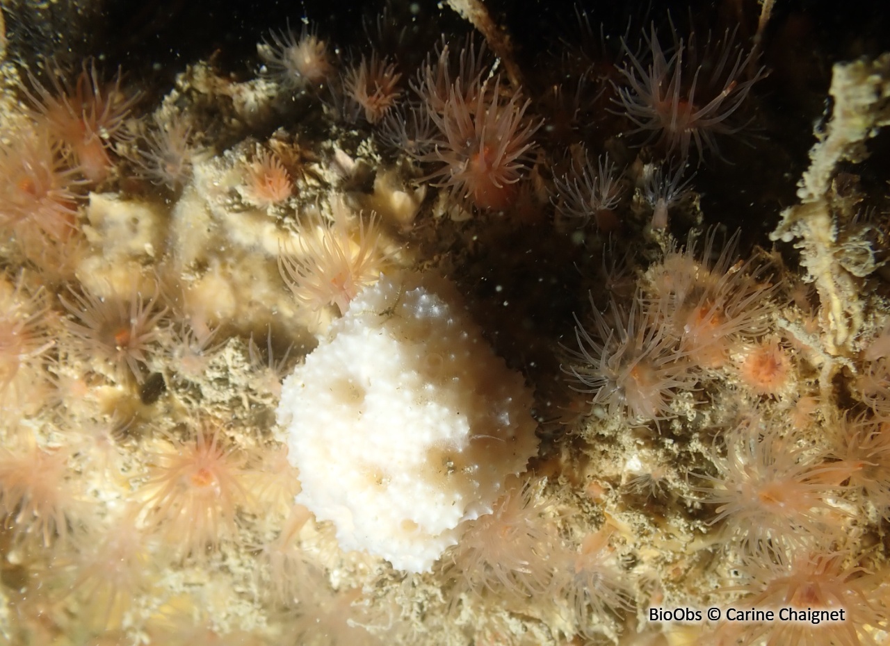 Eponge mie de pain mouillée - Dysidea fragilis - Carine Chaignet - BioObs