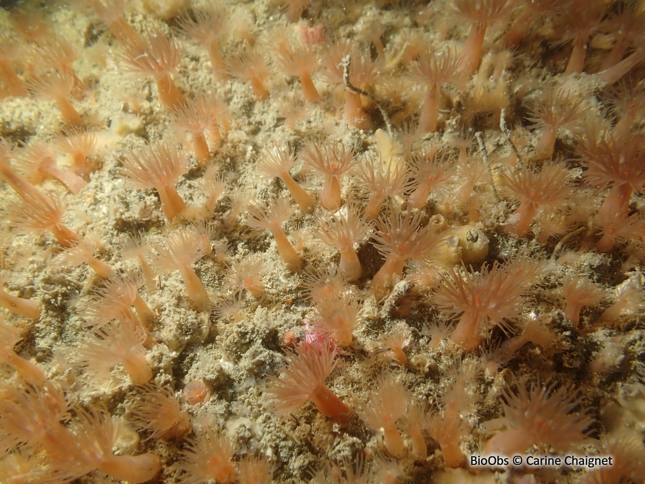 Anémone flammée - Diadumene cincta - Carine Chaignet - BioObs