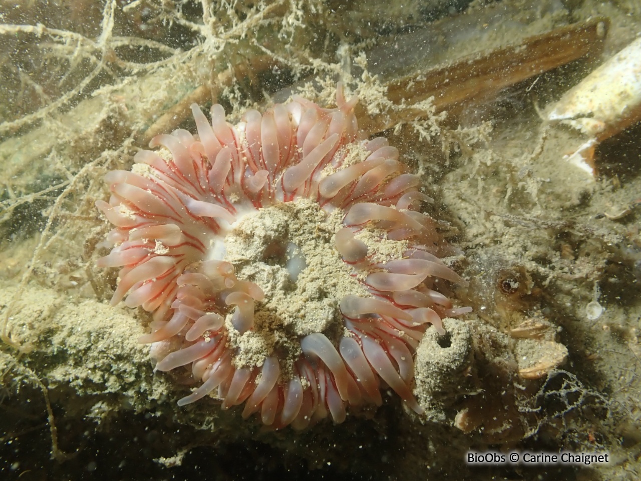 Dahlia de mer - Urticina felina - Carine Chaignet - BioObs