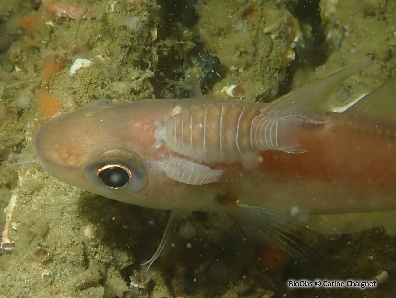 Anilocre - Anilocra - Carine Chaignet - BioObs