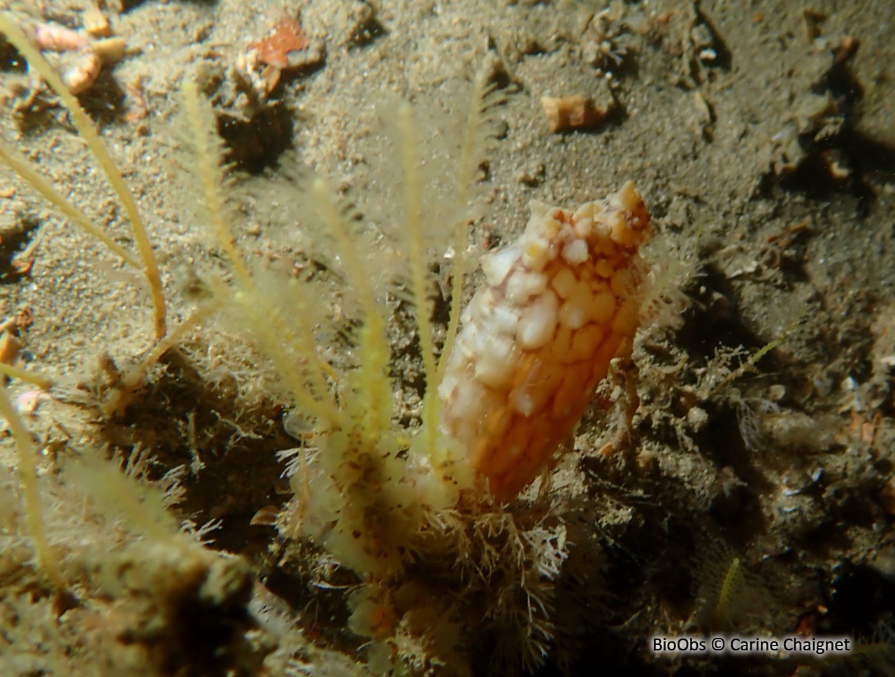 Ascidie japonaise - Styela clava - Carine Chaignet - BioObs