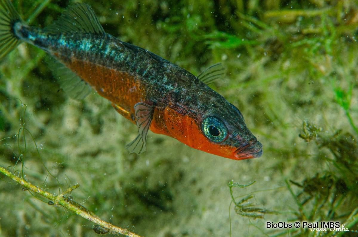 Épinoche à trois épines - Gasterosteus aculeatus aculeatus