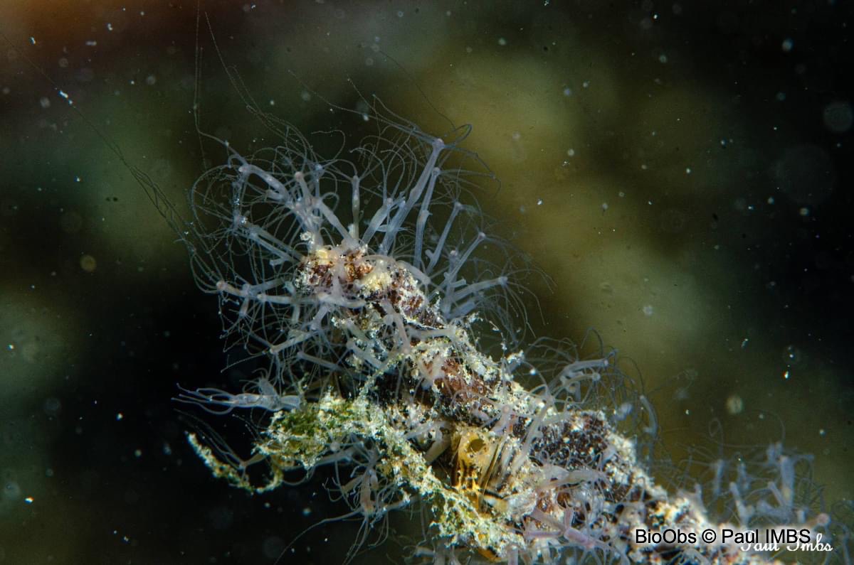 Hydre d'eau douce - Hydra sp. - Paul IMBS - BioObs