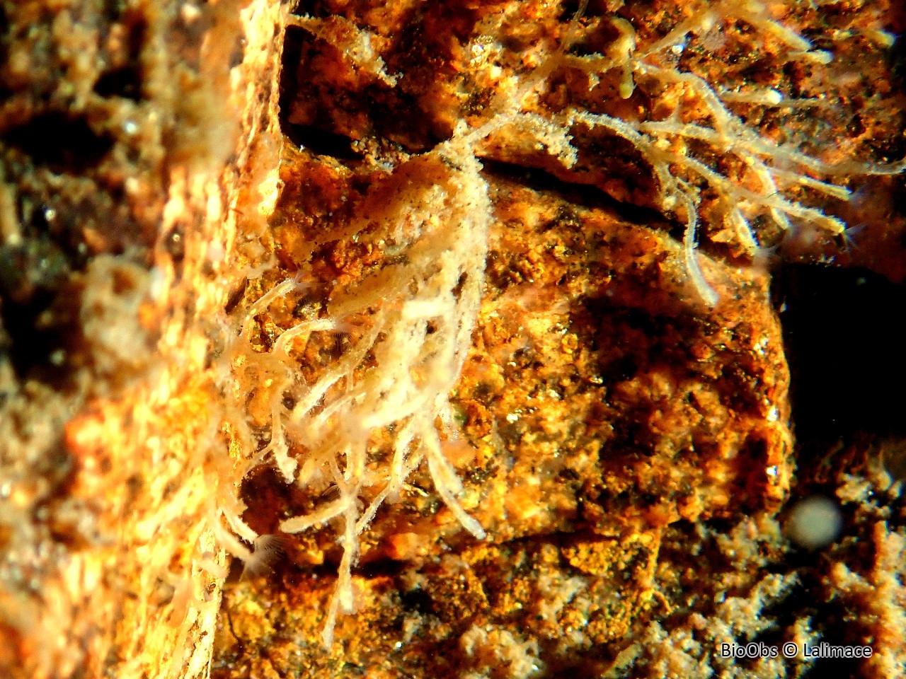 Plumatelle buissonnante - Plumatella fruticosa - Lalimace - BioObs