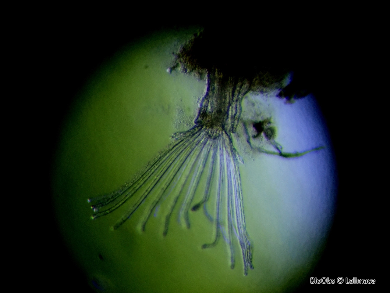 Plumatelle buissonnante - Plumatella fruticosa - Lalimace - BioObs