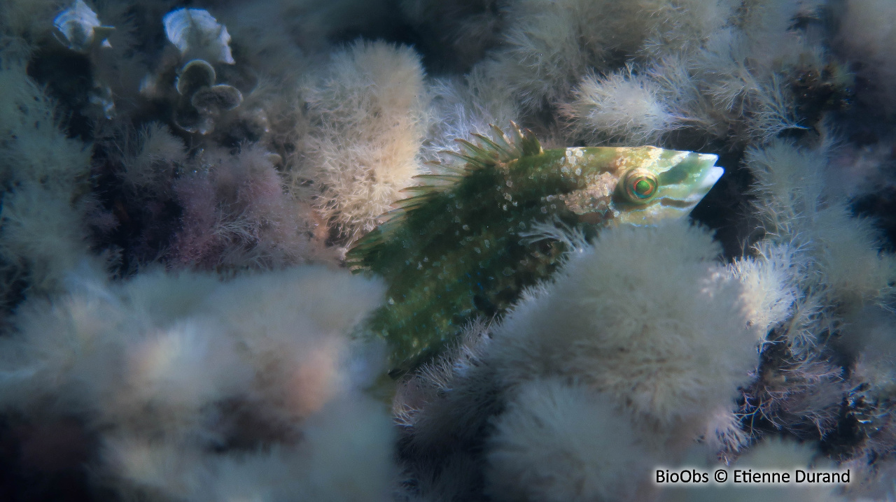 Crénilabre à 5 taches - Symphodus roissali - Etienne Durand - BioObs