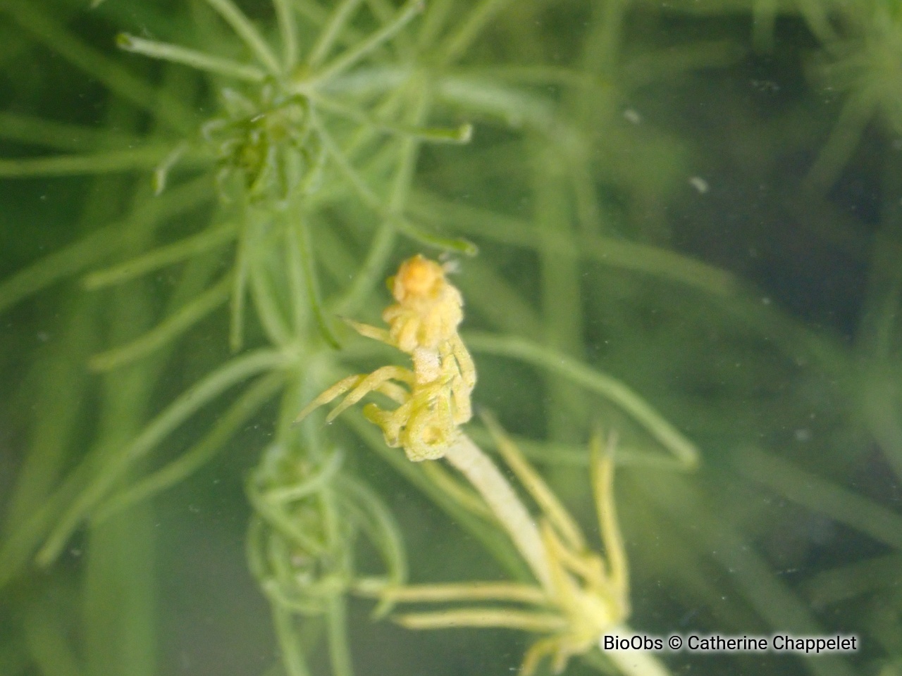 Characée commune - Chara vulgaris - Catherine Chappelet - BioObs