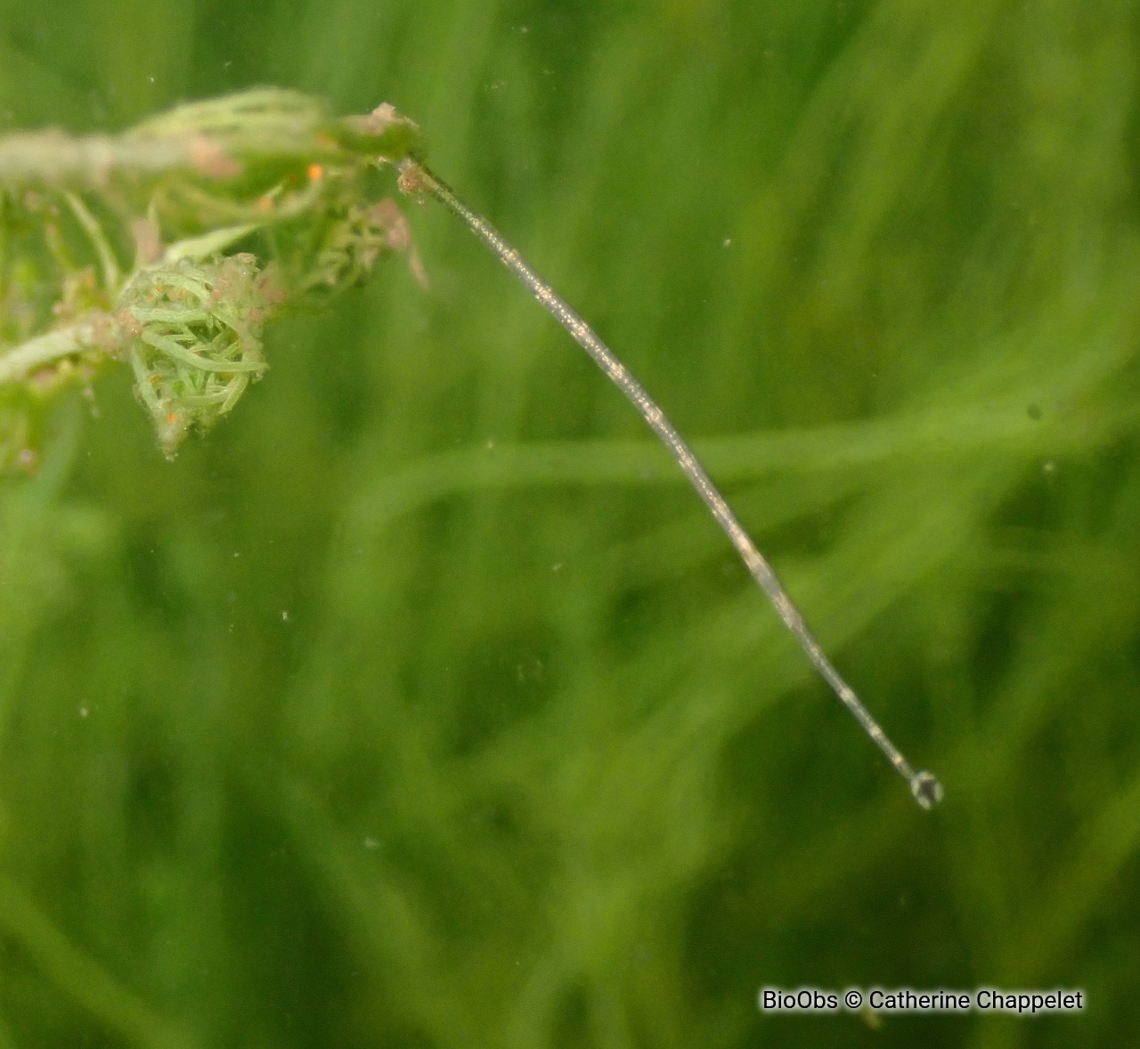 Sangsues piscicoles - Piscicola sp