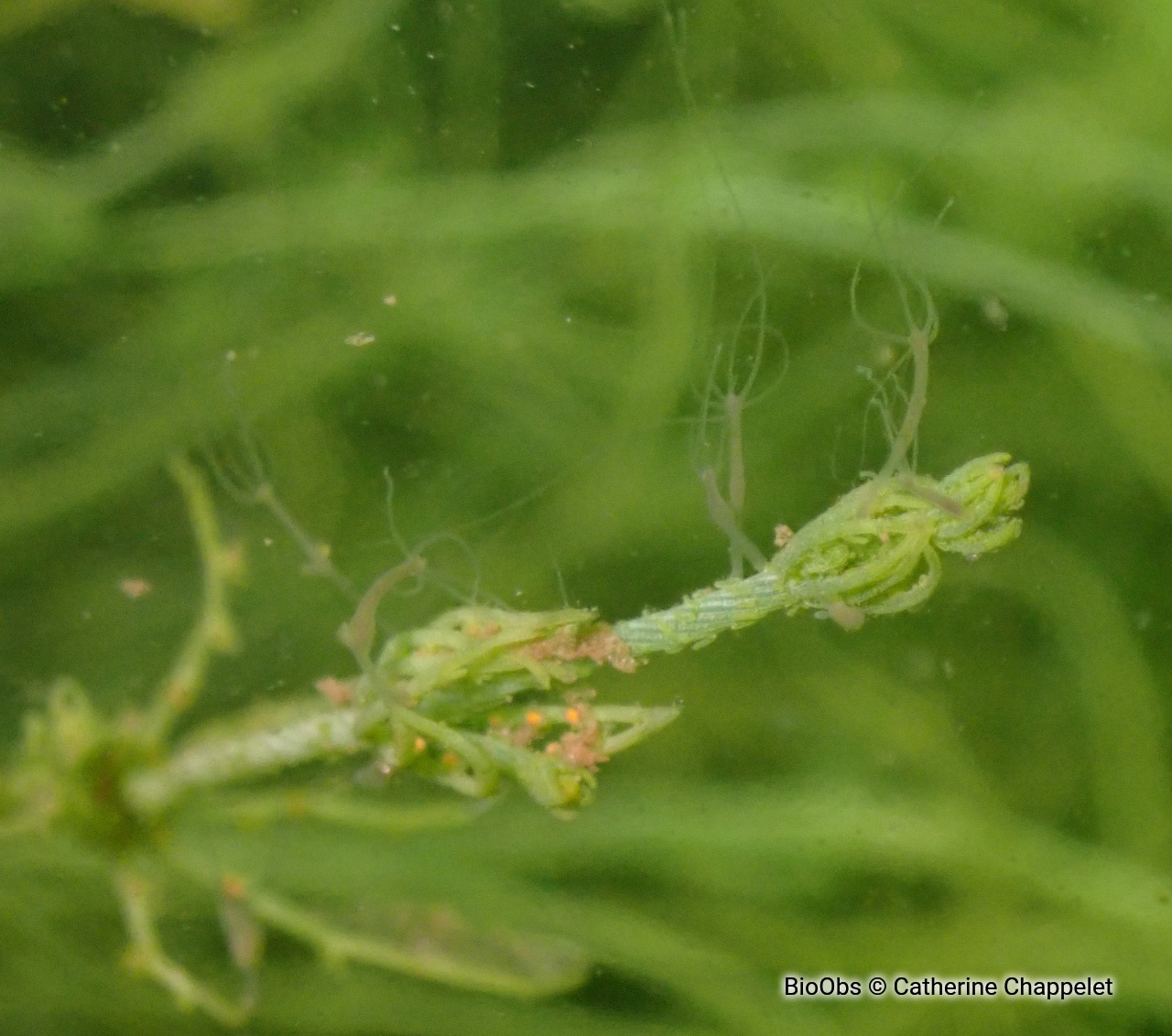 Hydre d'eau douce - Hydra sp. - Catherine Chappelet - BioObs