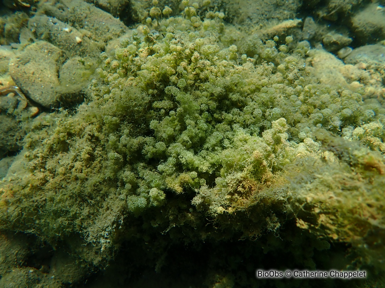 Nitella très fine - Nitella tenuissima - Catherine Chappelet - BioObs